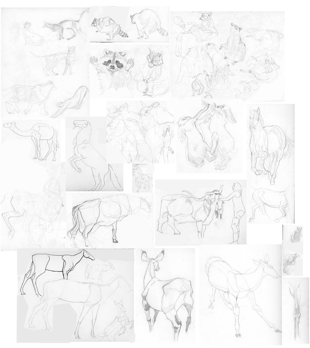 Quadruped Studies