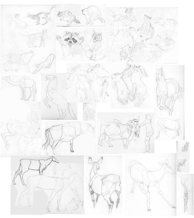 Quadruped Studies