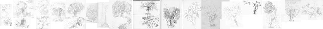 Tree Studies