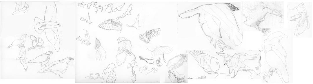 Bird Studies