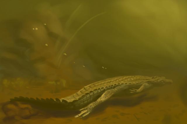 Study of Alligator